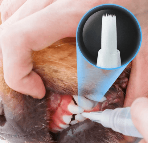 Caneta Para Limpar Dentes De Pet - Remove Tártaro e Bactérias - Store Elo Azul